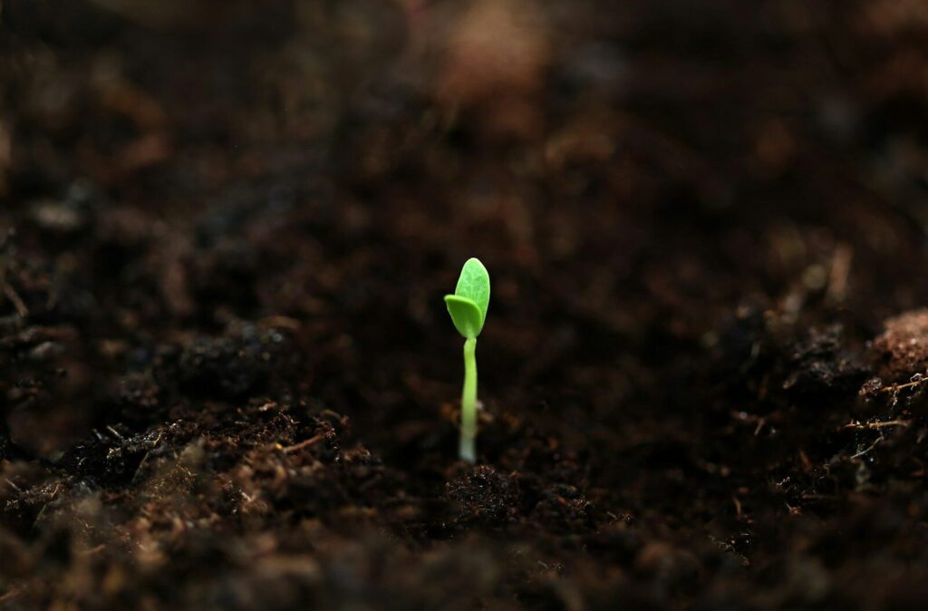 seed keywords in SEO